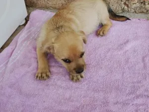 Cachorro raça SRD-ViraLata idade 2 a 6 meses nome bolota ou como a pessoa quiser chamar 