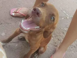 Cachorro raça SRD-ViraLata idade 2 a 6 meses nome chocolate e dex