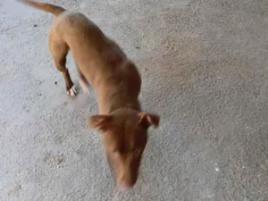Cachorro raça SRD-ViraLata idade 1 ano nome Maggie