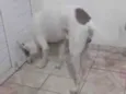 Apolo 