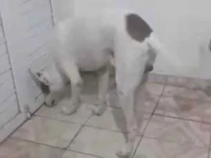 Cachorro raça SRD-ViraLata idade 2 a 6 meses nome Apolo 