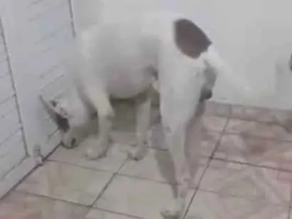 Cachorro raça SRD-ViraLata idade 2 a 6 meses nome Apolo 