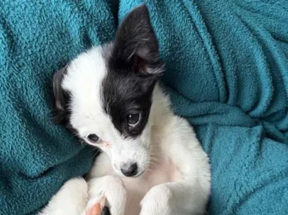 Cachorro raça SRD-ViraLata idade 2 a 6 meses nome Luna