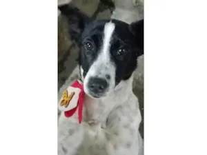 Cachorro raça SRD-ViraLata idade 7 a 11 meses nome Dalila 