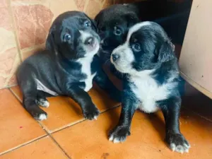 Cachorro raça SRD-ViraLata idade 2 a 6 meses nome Sem nome
