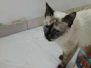 Gato raça Siamês idade 1 ano nome Leona 