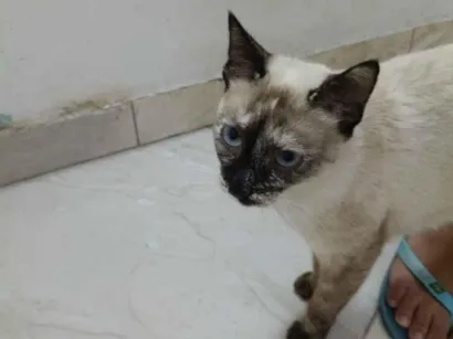 Gato raça Siamês idade 1 ano nome Leona 