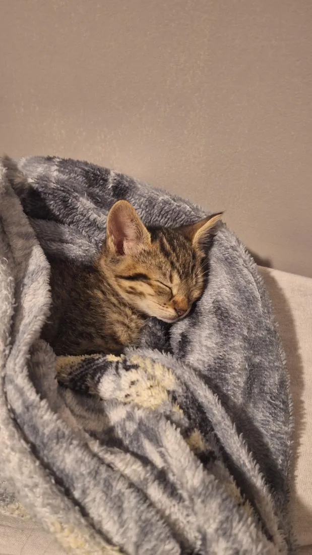 Gato raça SRD-ViraLata idade Abaixo de 2 meses nome Mia