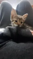 Mia