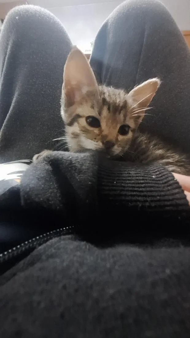 Gato raça SRD-ViraLata idade Abaixo de 2 meses nome Mia