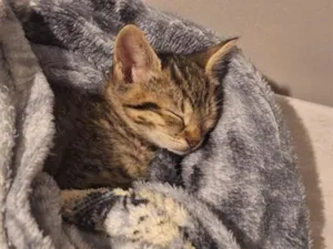 Gato raça SRD-ViraLata idade Abaixo de 2 meses nome Mia