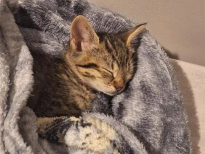 Gato raça SRD-ViraLata idade Abaixo de 2 meses nome Mia