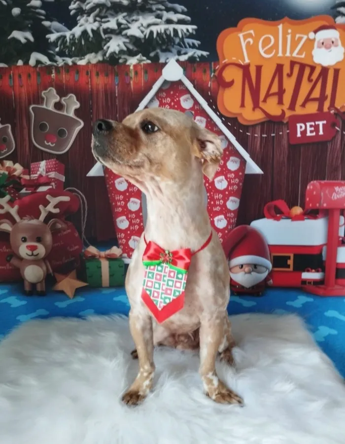 Cachorro raça SRD-ViraLata idade 6 ou mais anos nome Bob
