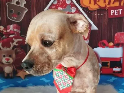 Cachorro raça SRD-ViraLata idade 6 ou mais anos nome Bob