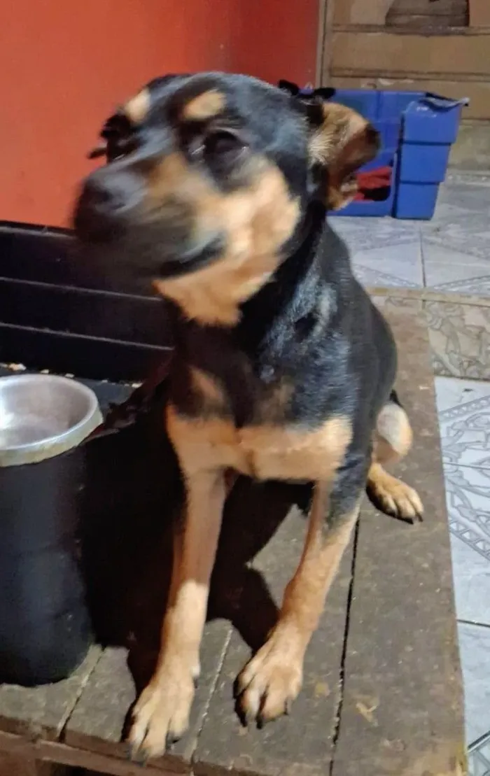 Cachorro raça SRD-ViraLata idade 7 a 11 meses nome Lupita