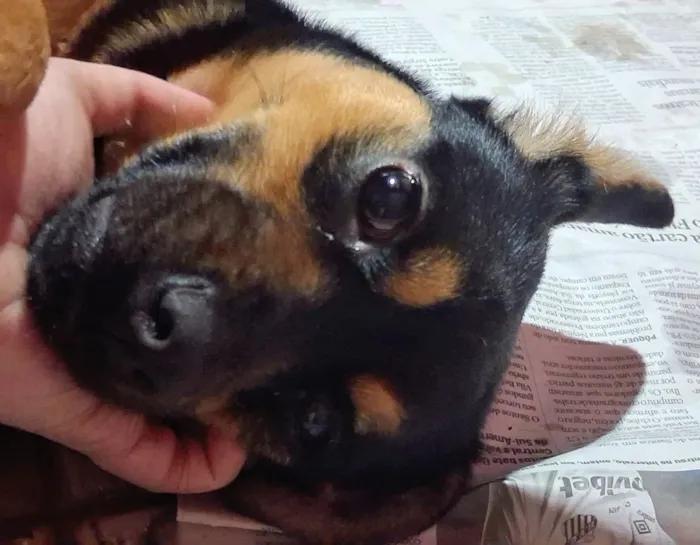 Cachorro raça SRD-ViraLata idade 7 a 11 meses nome Lupita