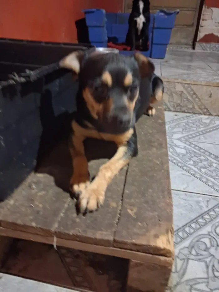 Cachorro raça SRD-ViraLata idade 7 a 11 meses nome Lupita