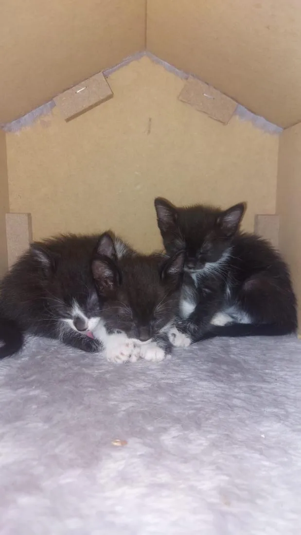 Gato raça SRD-ViraLata idade 2 a 6 meses nome FILHOTES FRAJOLAS