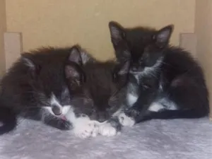 Gato raça SRD-ViraLata idade 2 a 6 meses nome FILHOTES FRAJOLAS