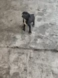 cachorros 