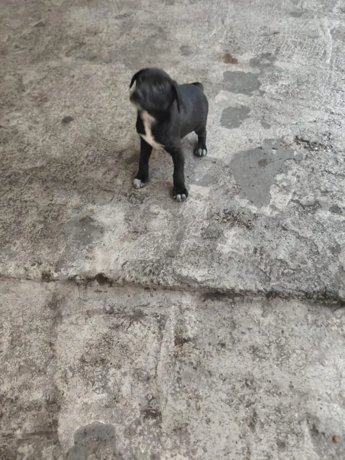 Cachorro raça SRD-ViraLata idade 2 a 6 meses nome cachorros 