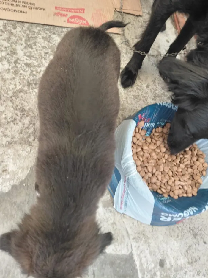Cachorro raça SRD-ViraLata idade 2 a 6 meses nome cachorros 