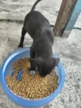 cachorros 