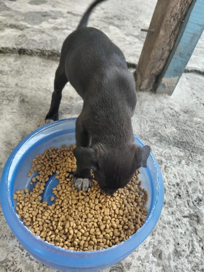 Cachorro raça SRD-ViraLata idade 2 a 6 meses nome cachorros 