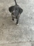 cachorros 