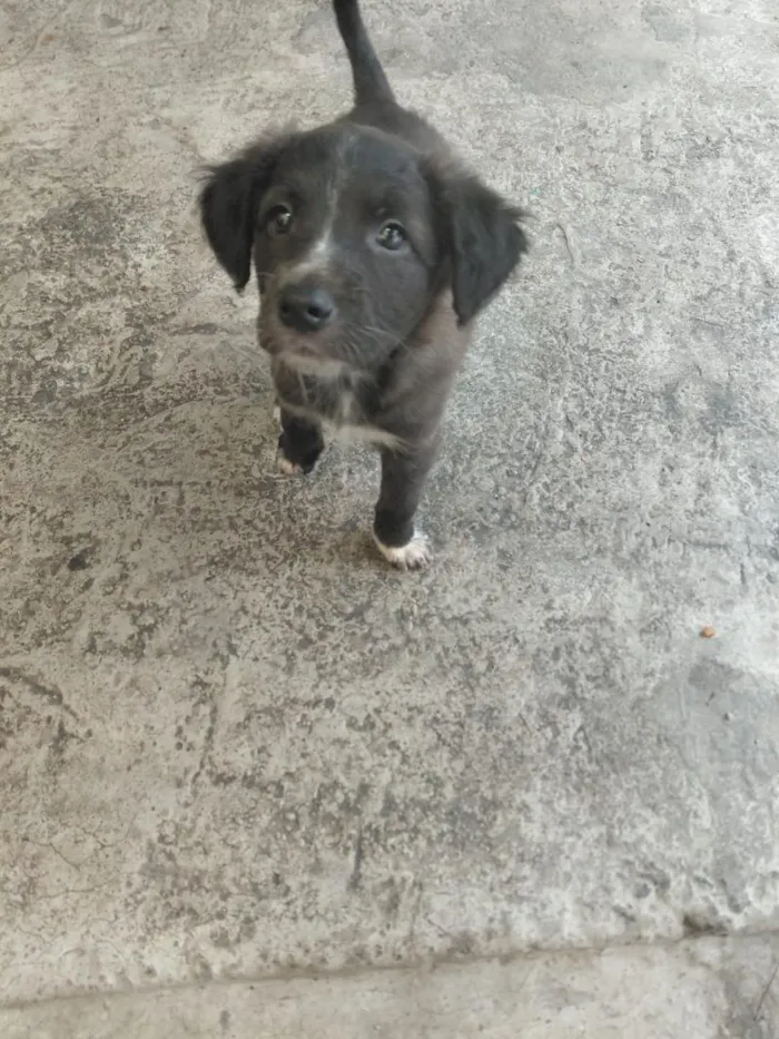 Cachorro raça SRD-ViraLata idade 2 a 6 meses nome cachorros 