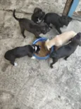 cachorros 