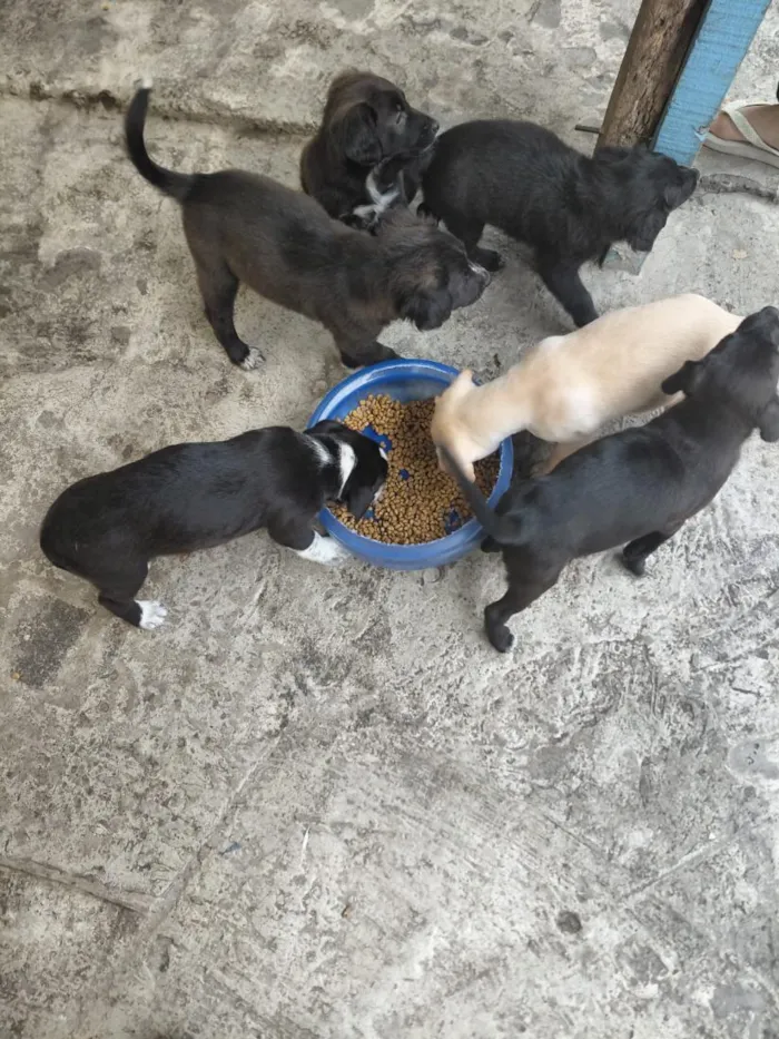 Cachorro raça SRD-ViraLata idade 2 a 6 meses nome cachorros 