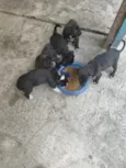 cachorros 