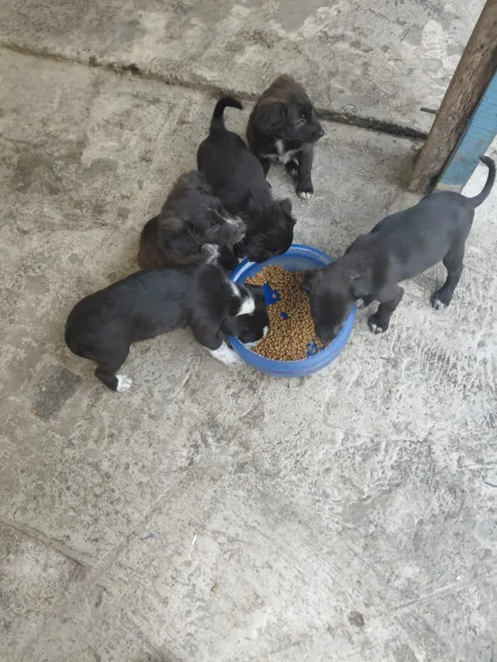 Cachorro raça SRD-ViraLata idade 2 a 6 meses nome cachorros 