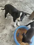 cachorros 