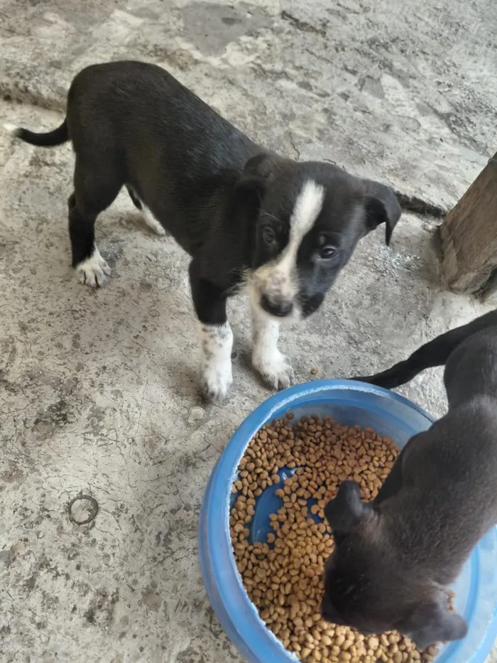 Cachorro raça SRD-ViraLata idade 2 a 6 meses nome cachorros 