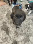 cachorros 