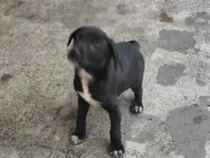 Cachorro raça SRD-ViraLata idade 2 a 6 meses nome cachorros 