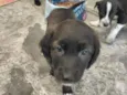 cachorros 