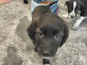 Cachorro raça SRD-ViraLata idade 2 a 6 meses nome cachorros 