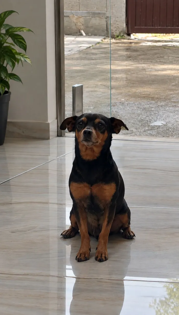 Cachorro raça SRD-ViraLata idade 6 ou mais anos nome Jack