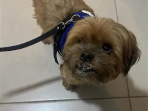 Cachorro raça SRD-ViraLata idade 3 anos nome Falar com Gisele - Whats 21 99893-4999
