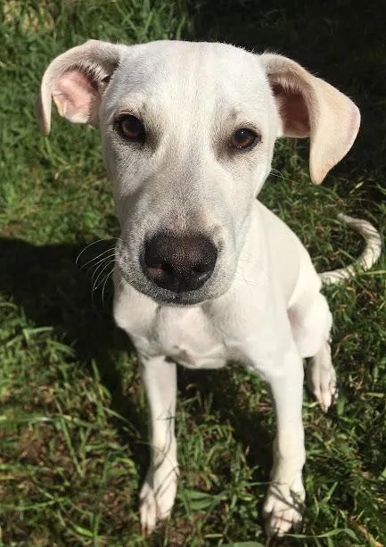 Cachorro raça SRD-ViraLata idade 3 anos nome Neymarzinho