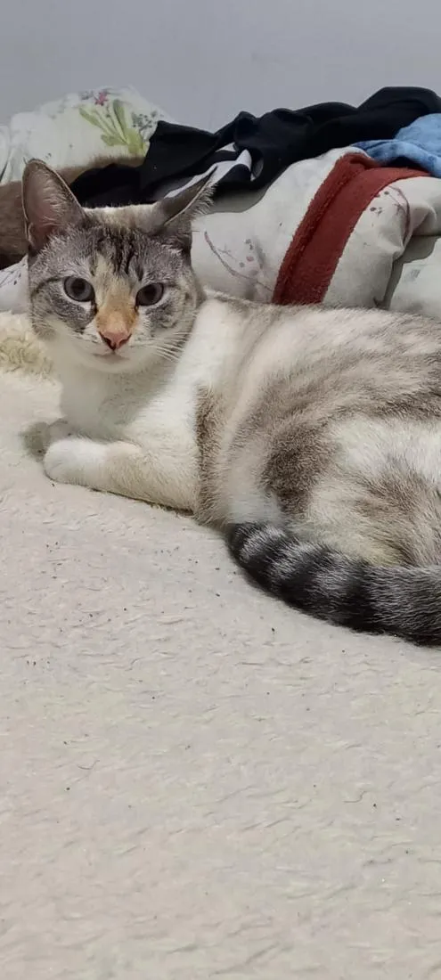 Gato raça SRD-ViraLata idade 2 anos nome Joel