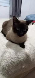 DAMON