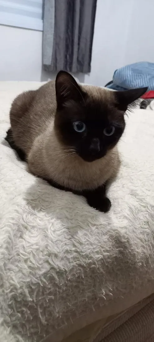 Gato raça Siamês idade 2 anos nome DAMON
