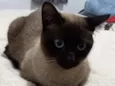 DAMON