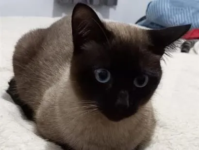 Gato raça Siamês idade 2 anos nome DAMON