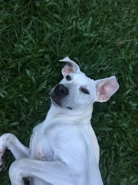 Cachorro raça SRD-ViraLata idade 3 anos nome Neymarzinho