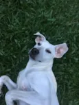Neymarzinho